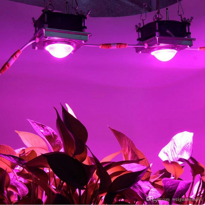 11 Beste Full Spectrum LED-kweeklampen Om Te Overwegen